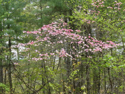 Liz's dogwood tree