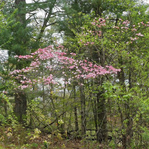Liz's dogwood tree #2
