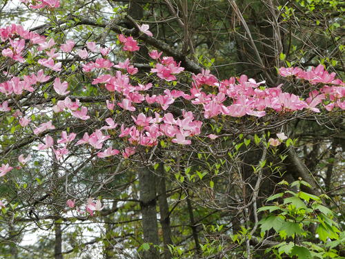 Liz's dogwood tree #3