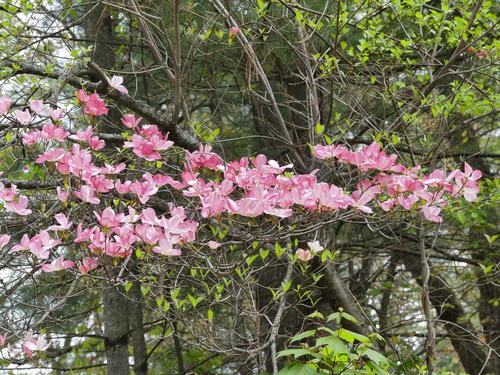 Liz's dogwood tree #4