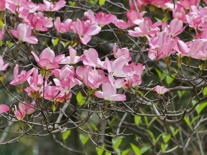 Liz's dogwood tree #5