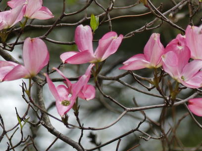 Liz's dogwood tree #6