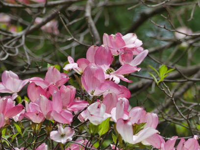 Liz's dogwood tree #7