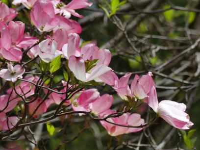 Liz's dogwood tree #8