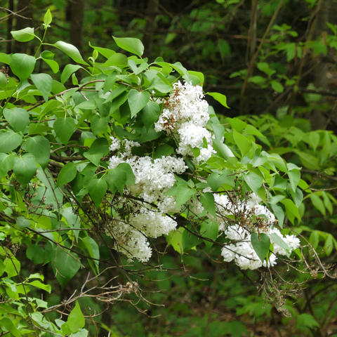 Liz's dogwood tree #11