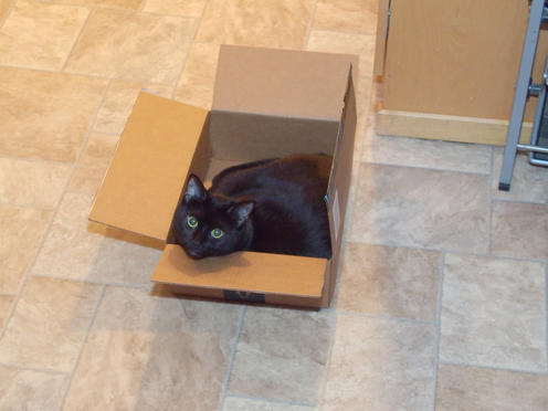 Cat in a box