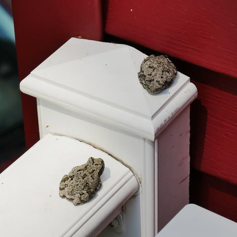 Frog sensei and student