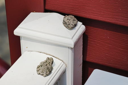 Frog sensei and student #2