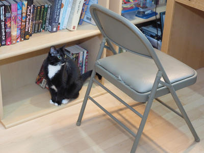 Nightwind contemplating mischief