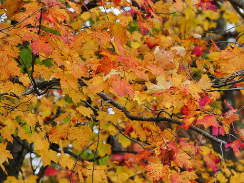 Fall leaves