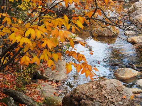 Fall leaves on the Kancamagus highway