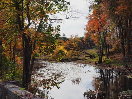 Littleton Massachusetts fall colors #2