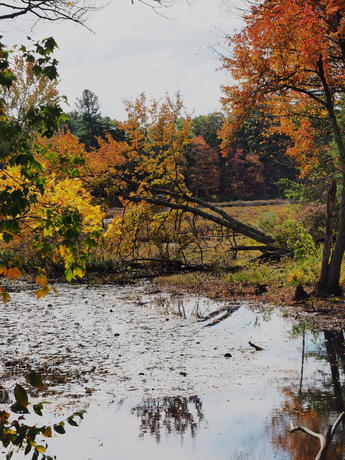 Littleton Massachusetts fall colors #3
