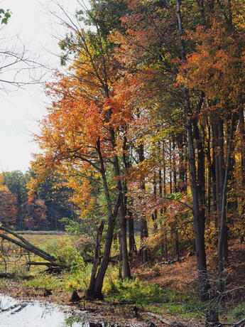 Littleton Massachusetts fall colors #4
