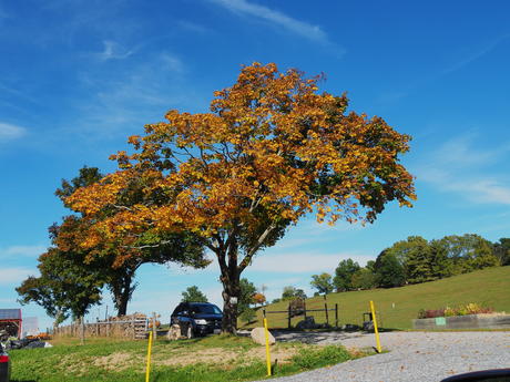Groton Massachusetts fall colors