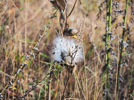Milkweed #2