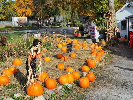 Springdell farms pumpkins