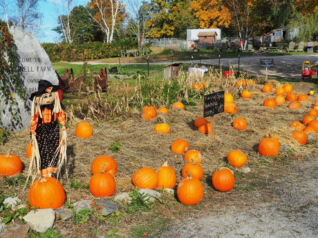 Springdell farms pumpkins #2
