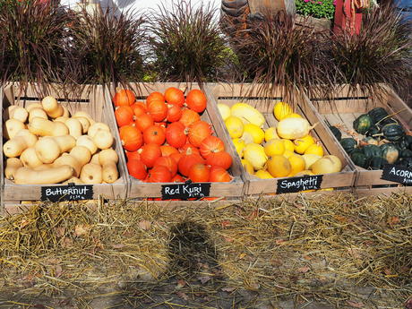 Springdell farms squash