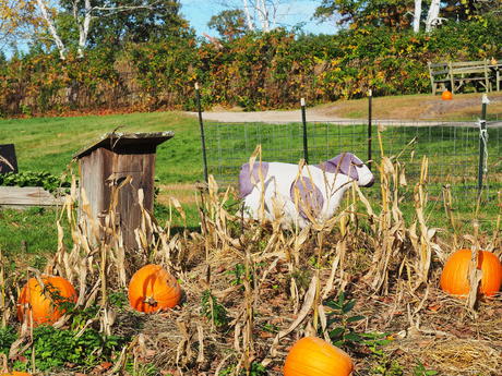 Springdell farms pumpkins #2