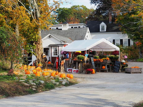 Springdell farms pumpkins #3