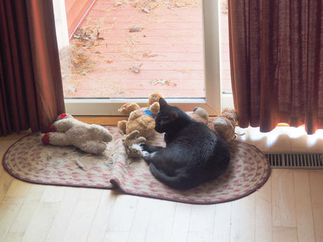 Nightwind catching some rays