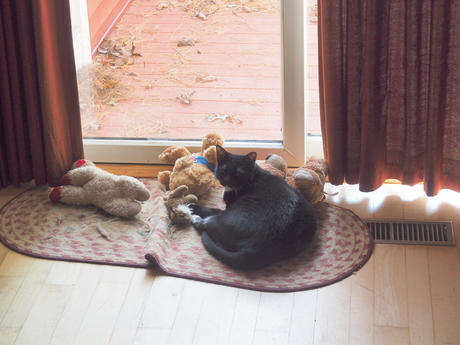 Nightwind catching some rays #2