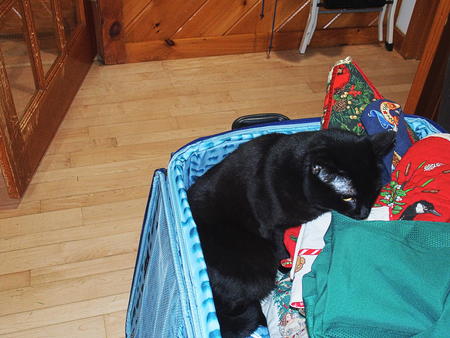 Diana, Christmas cat