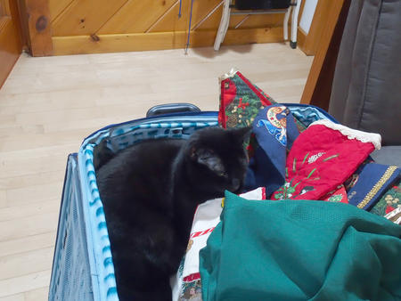 Diana, Christmas cat #2