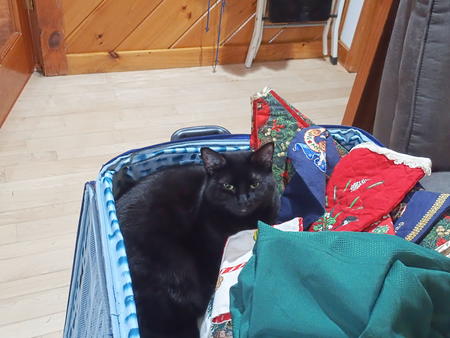 Diana, Christmas cat #3