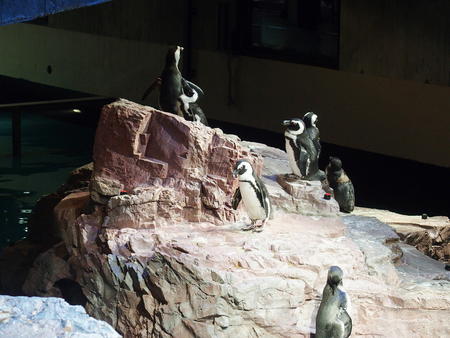 Penguin rock