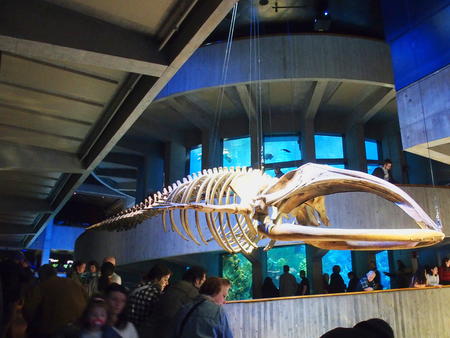 Whale skeleton