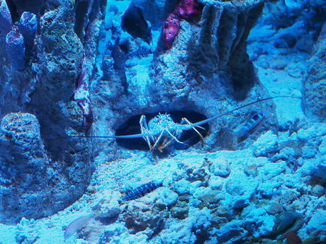 Blue lobster