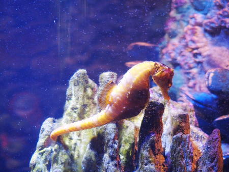 Seahorse