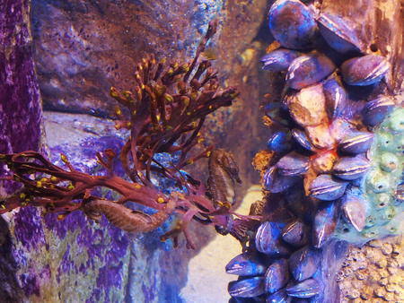 Clams and a seahorse