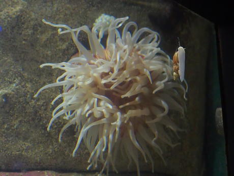 Sea anemone