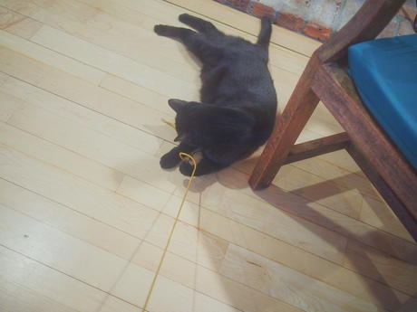 Cat fishing with Diana