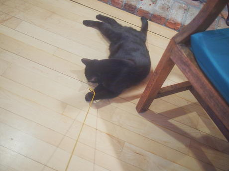 Cat fishing with Diana #2