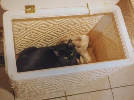 Please don't put me in the washing machine