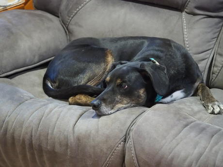 Sophie, the sofa pup