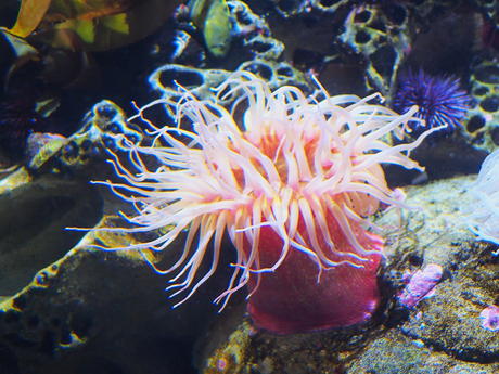 Sea anemone