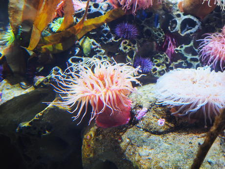 Sea anemone #2