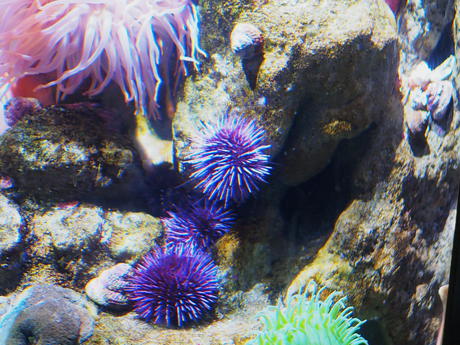 Sea anemone #3