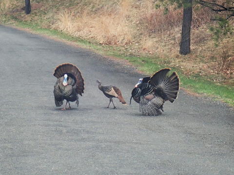 Turkeys