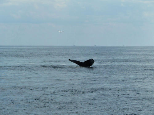 Whale tail #2