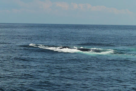 Whale surfacing