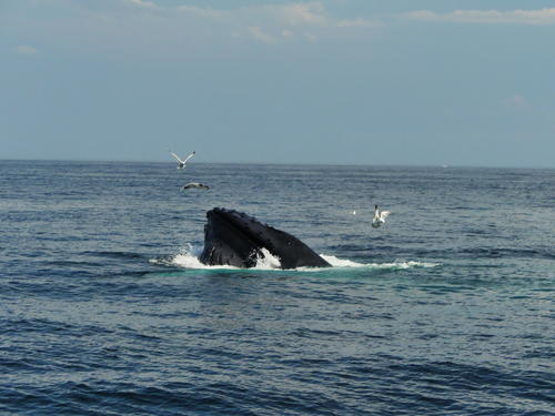 Whale and seagulls