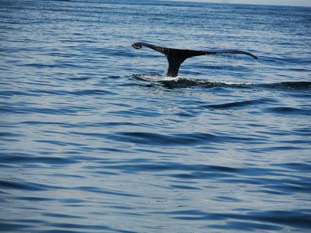 Whale tail #9