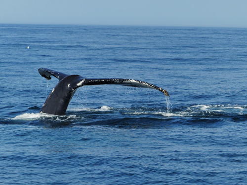 Whale tail #10