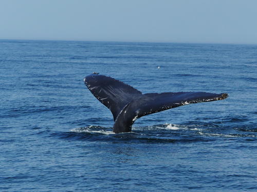 Whale tail #11